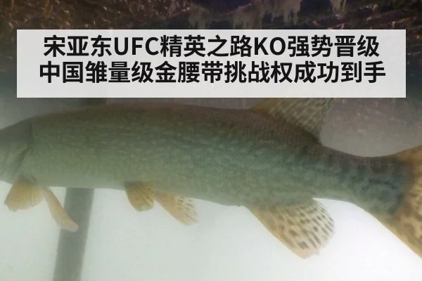 宋亚东UFC精英之路KO强势晋级 中国雏量级金腰带挑战权成功到手