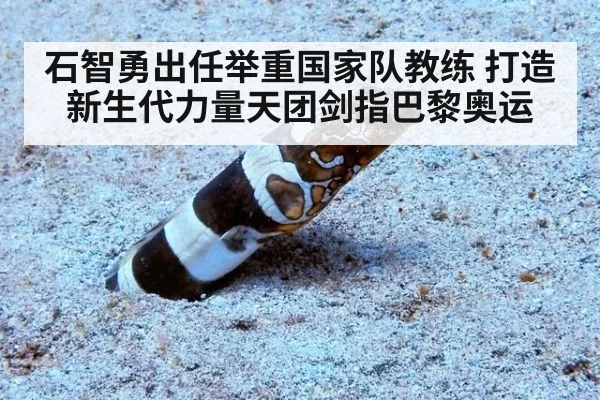 石智勇出任举重国家队教练 打造新生代力量天团剑指巴黎奥运